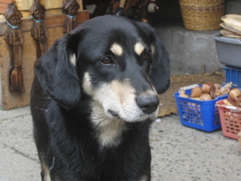 Ship's dog