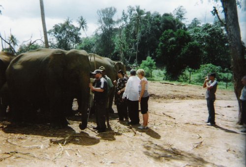 Pinnawala Elephant Sanctuary
