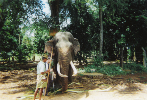 Tony meeting a blind elephant at Pinnawala Elephant Sanctuary
