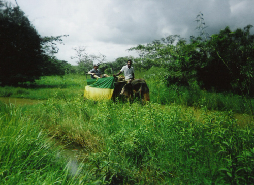 Tony riding an elephant at Habarana Elephant Ride