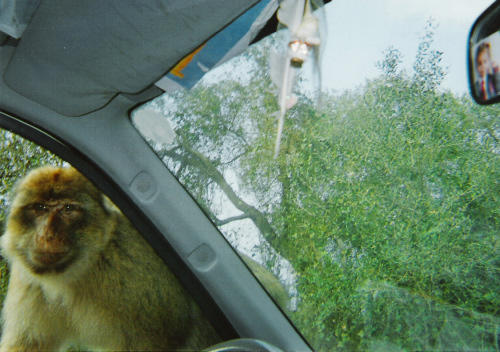 Barbary macaque